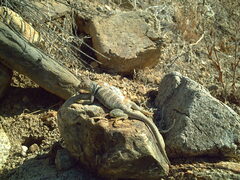 Crotaphytus bicinctores