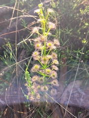 Drosera porrecta