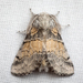 Common Gluphisia Moth - Photo (c) Jason Headley, some rights reserved (CC BY-NC), uploaded by Jason Headley
