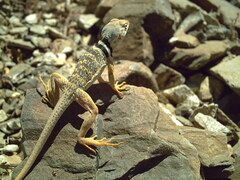 Crotaphytus bicinctores