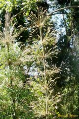 Merostachys claussenii