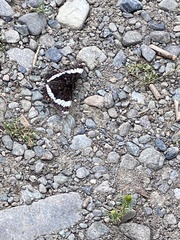 Limenitis arthemis rubrofasciata