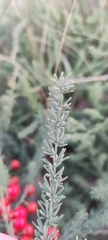 Asparagus prostratus