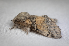 Gluphisia septentrionis