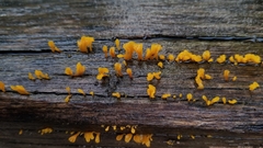 Dacrymyces spathularia