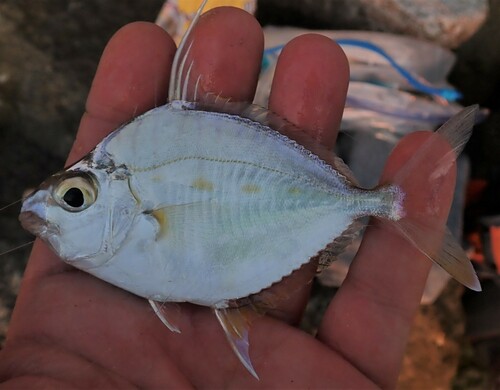 Banded ponyfish (Aurigequula fasciata) — Leiognathidae — 3