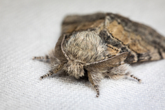 Gluphisia septentrionis