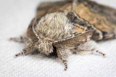 Gluphisia septentrionis