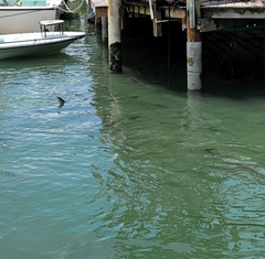 Megalops atlanticus