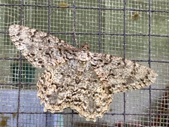 Epimecis