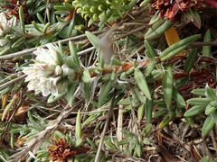 Polygonum paronychia