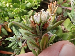 Polygonum paronychia