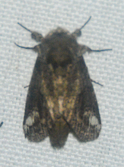Heterocampa obliqua