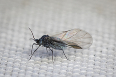 Aphididae