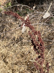 Rumex salicifolius