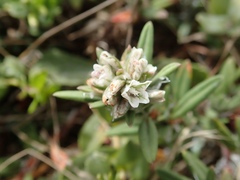Polygonum paronychia