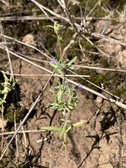 Trichostema brachiatum