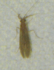 Oecetis