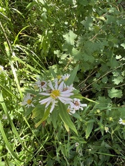 Symphyotrichum chilense