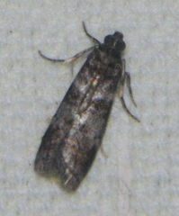 Sciota uvinella