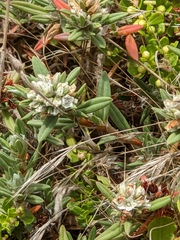 Polygonum paronychia