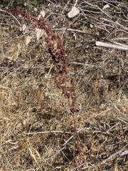 Rumex salicifolius