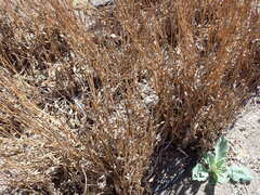 Microseris laciniata