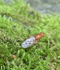 Dryomyza