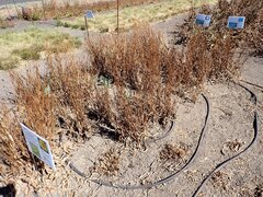 Microseris laciniata