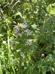 Symphyotrichum chilense