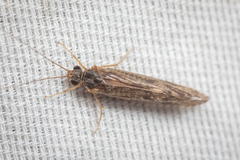 Trichoptera
