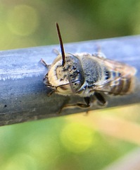 Eutricharaea