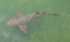 Ginglymostoma cirratum