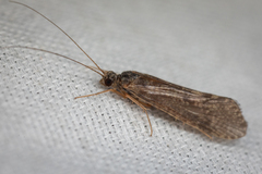 Trichoptera