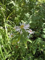 Symphyotrichum chilense