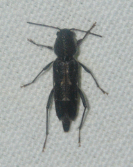 Xylotrechus sagittatus