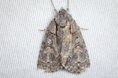 Noctuidae