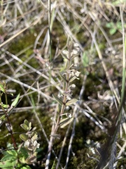 Scutellaria parvula