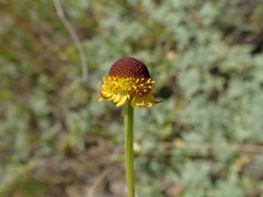 Helenium puberulum