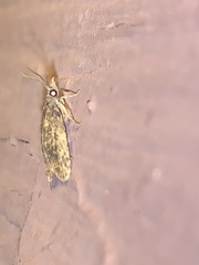 Dichomeris punctipennella