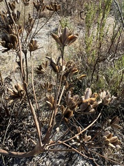 Lomatium nudicaule