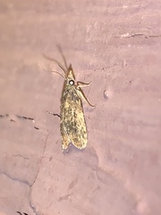 Dichomeris punctipennella