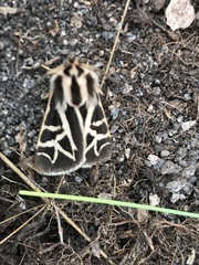 Apantesis williamsii