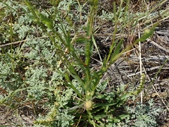 Helenium puberulum