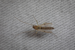 Chironomidae