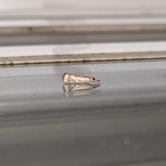 Microcrambus elegans