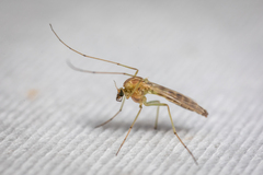 Chironomidae