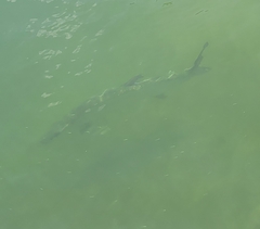 Megalops atlanticus