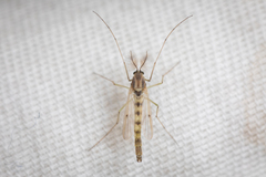 Chironomidae