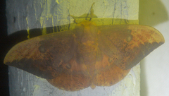 Eacles imperialis nobilis